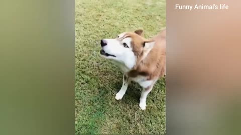 Funniest Animals 2024 😂 Funny Cats and Dogs 🐱🐶 | Funny Animal Videos 2024