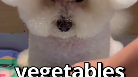 Do your pets like vegetables? | cute dog video | Dog video |