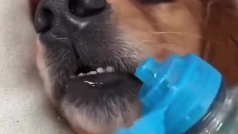 Dog 🐕 video in funny mood 😃