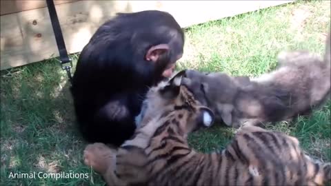 Cuddly Baby Chimpanzees - Cutest Compilation