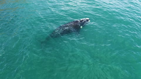 Whales Drone Video