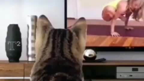 Cat learn yoga