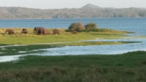 Elephant crossing a lake rarer footage