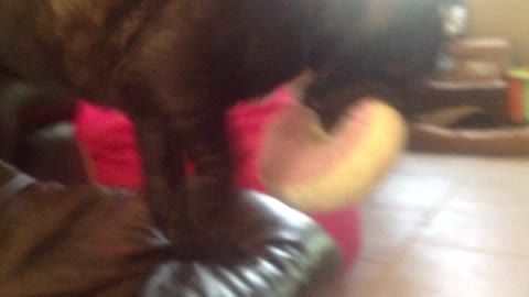 French Bulldog puppy plays with toy