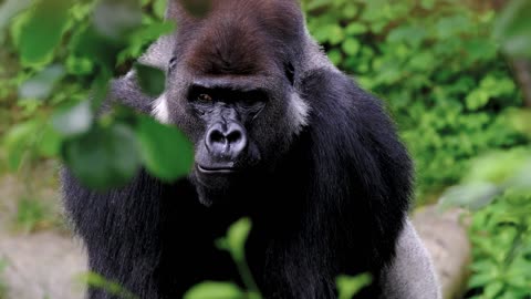Gorilla Ape Silverback