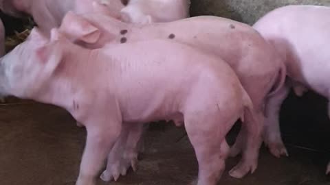 14 #pig #pigs #piggy #pigsofinstagram #piglet #minipig #piggies #oink #petpig