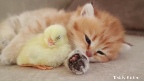 Kitten sleeps sweetly with the Chicken