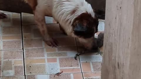 Dog vs Lizard