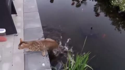 Cat fail to catch fish