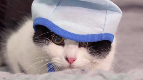 See the shy cat disguised in the hat