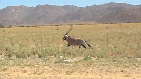 Wild Oryx races alongside speeding car