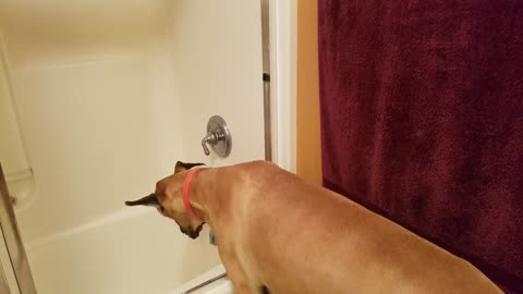 Great Dane patiently waits for drink