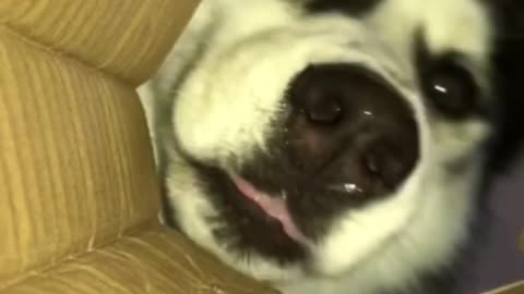 Hungry and funny husky