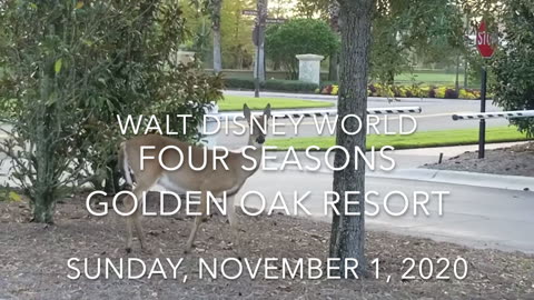 Deer at Walt Disney World Golden Oak Resort