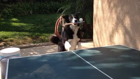 ¡RECORD MY DOG PLAYING TABLE TENNIS!😮.