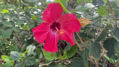 Hibiscus Flower at Cypress Gardens, FLA