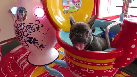 French Bulldog puppy enjoys spinning kiddie ride