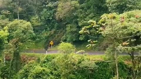 More beautiful footage of Graciosa 🌳