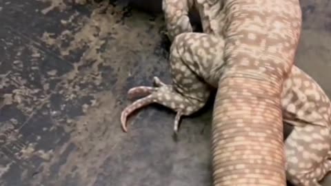 The giant gecko # science # monitor lizard