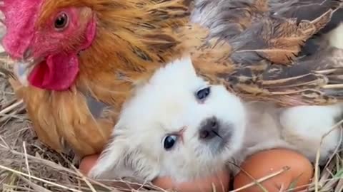 It's cold. The dog asks the mother chicken to keep warm