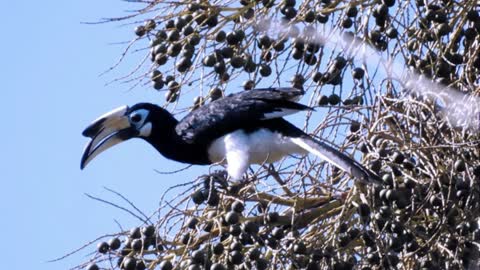 White-bellied Hornbill