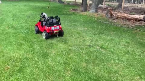 Tripod goat has his own car!!