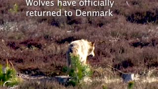 Wolves in denmark