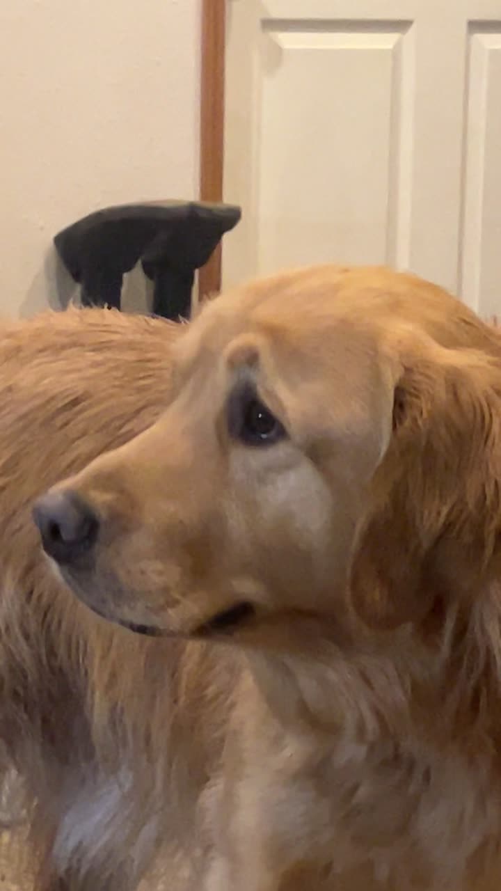 Golden Retriever Quivers At Lost Toy