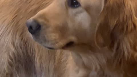 Golden Retriever Quivers At Lost Toy