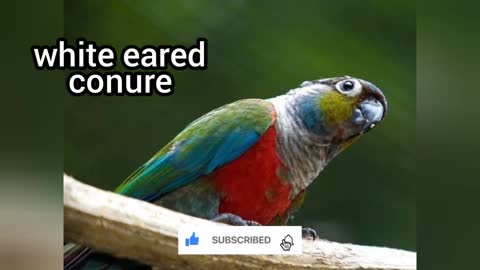 Top 25 type of conure || sun conure | pineapple | Golden conure | Blue throated | golden capped
