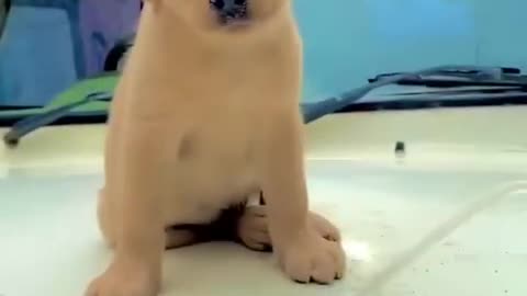 Funny and cute dog