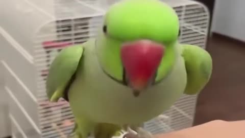 Meet the Most Entertaining Parrot Ever! Watch and Prepare to be Amazed