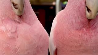 Pink cockatoo pair♥️