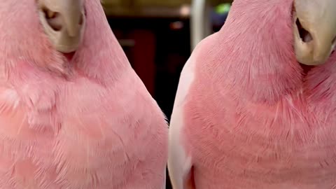 Pink cockatoo pair♥️