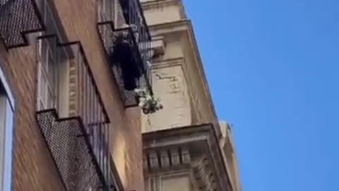 Bird Throwing Potted Plants Off A High Rise Apartment Balcony