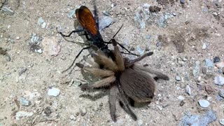 Tarantula Hawk Wasp Claims Its Prey