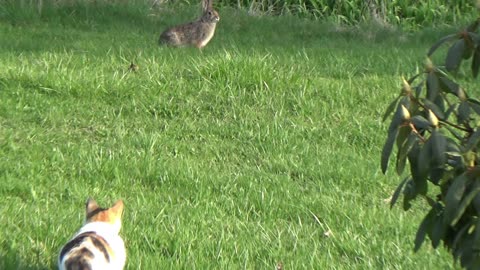 A Cat And Rabbit Race