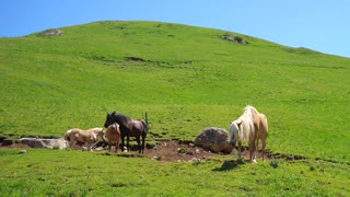 Blonde foal