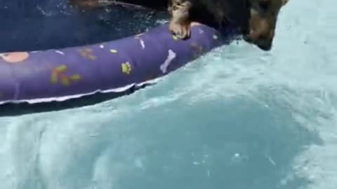 Sausage dog loves his new pool floaty