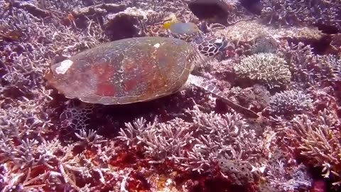 Beautiful Sea Turtles Under The Sea-animal planet tv 2023