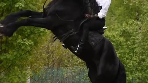 Harmony in Nature With Beautiful Horse