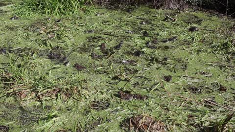 Frog Frogs Amphibian Water Leaf Animal World 🤩🤩🤩