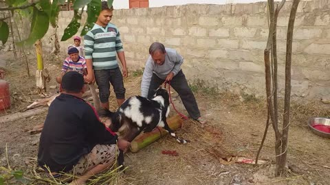 Cutting Goat