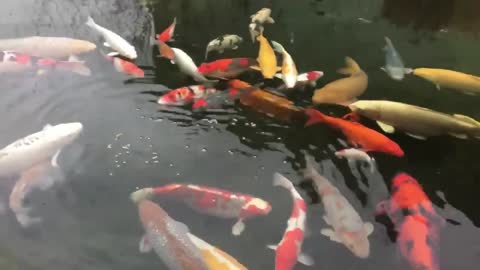 Most Beautiful Garden Koi Pond Design | Happiest Jumbo Koi Fish in Villa