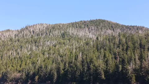 The endless nightmare of dead trees in Alaska!