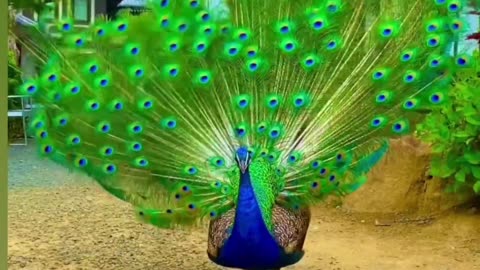 Splendor Unleashed: The Monsoon Peacock Dance