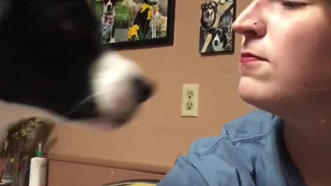 Pup kisses on command
