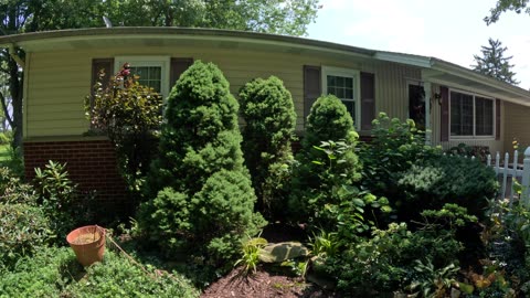 Episode 43 - Why evergreens often look better in the nursery than your yard
