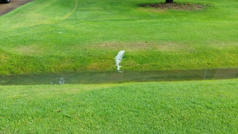 Lawn has sprung a leak!