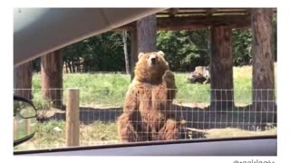 Best BEAR video I've EVER seen